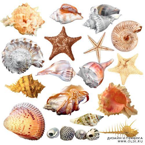 Ракушки морские дизайн с ними Ракушки морские дизайн с ними